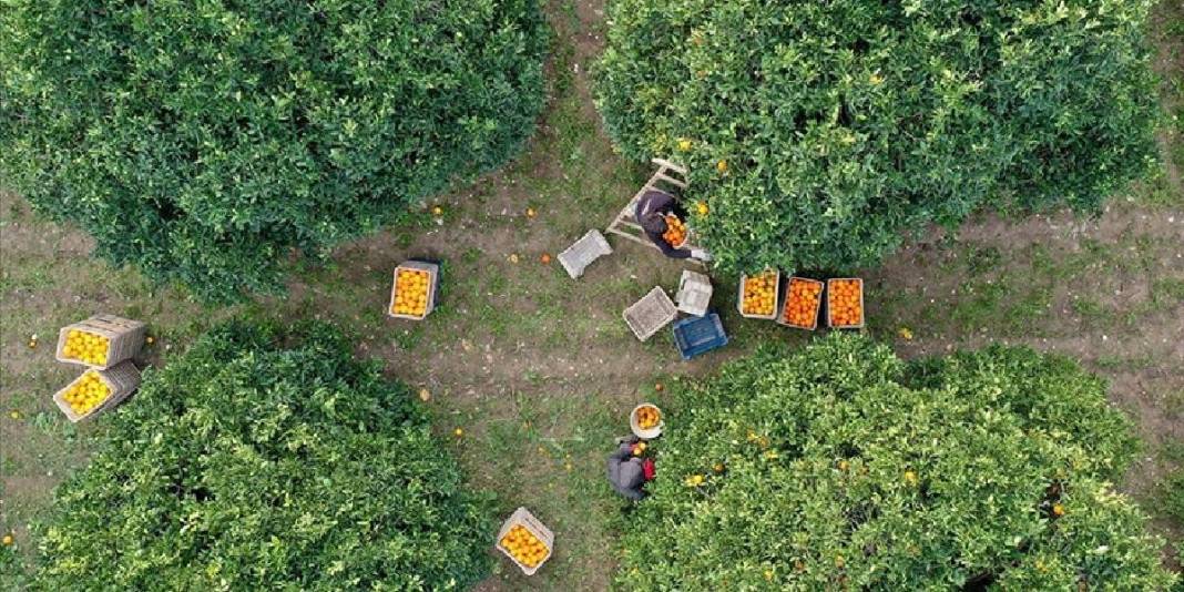 17 yıl önce coğrafi işaret almıştı! Antalya’da hummalı hasat başladı: 300.000 ton rekolte bekleniyor 1